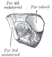 Fig. 283