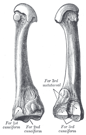 Fig. 285