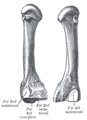 Fig. 286