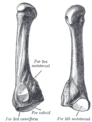 Fig. 287