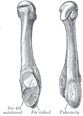 Fig. 288