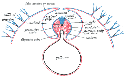 Fig. 29