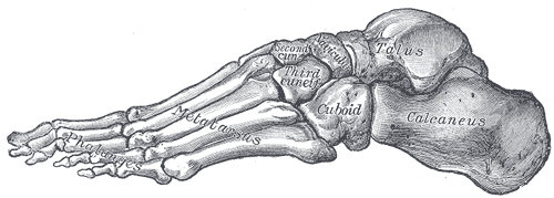 Fig. 291