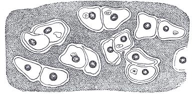 Fig. 292