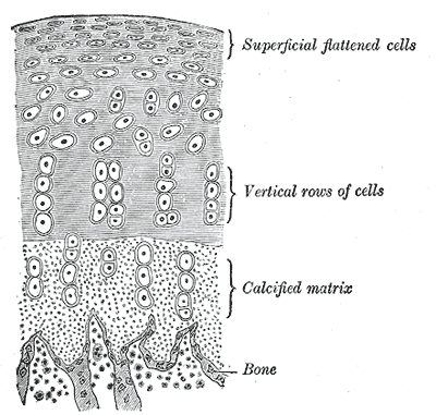 Fig. 293