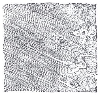 Fig. 294