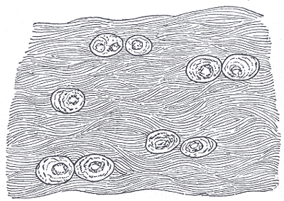 Fig. 295