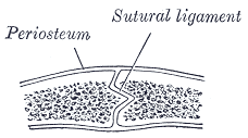 Fig. 296