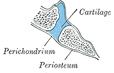 Fig. 297