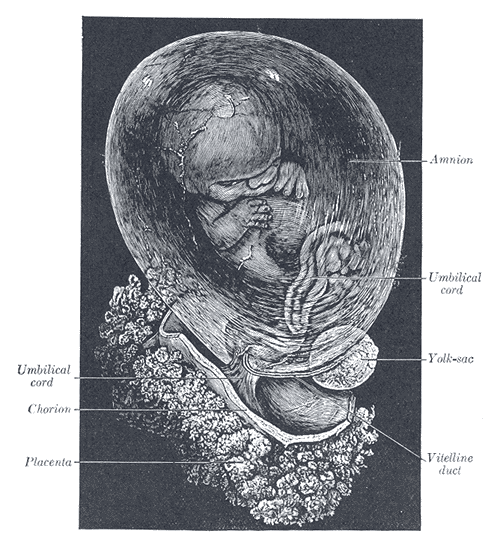 Fig. 30
