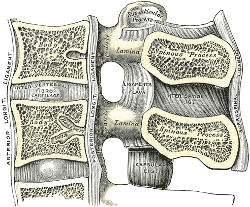 Fig. 301