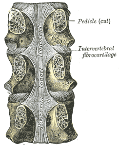 Fig. 302