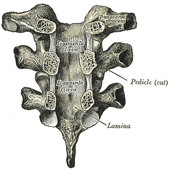 Fig. 303