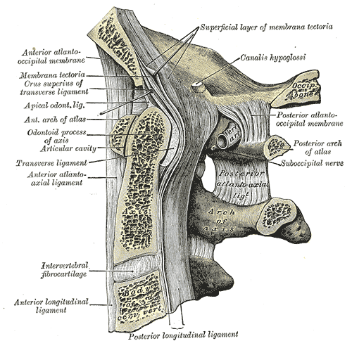 Fig. 308