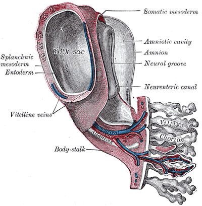Fig. 31