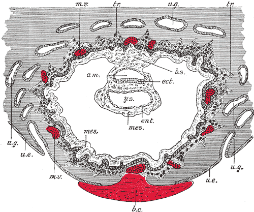Fig. 32
