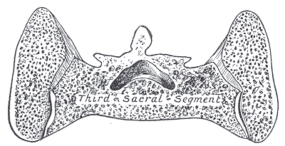 Fig. 324