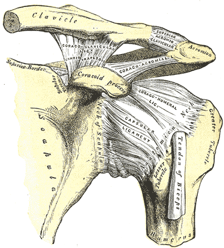 Fig. 326