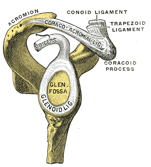 Fig. 328