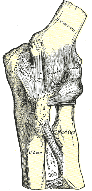 Fig. 329