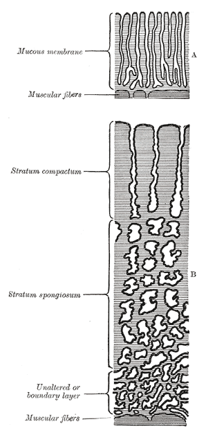 Fig. 33
