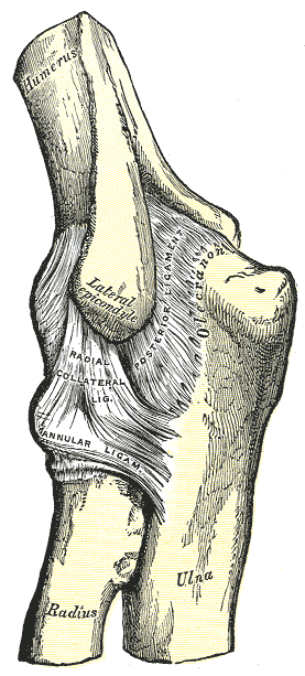Fig. 330