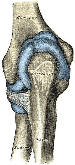Fig. 332