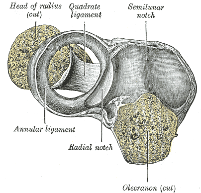 Fig. 333