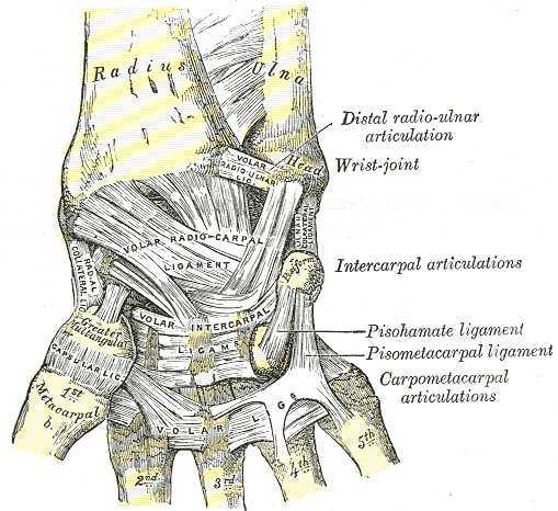 Fig. 334