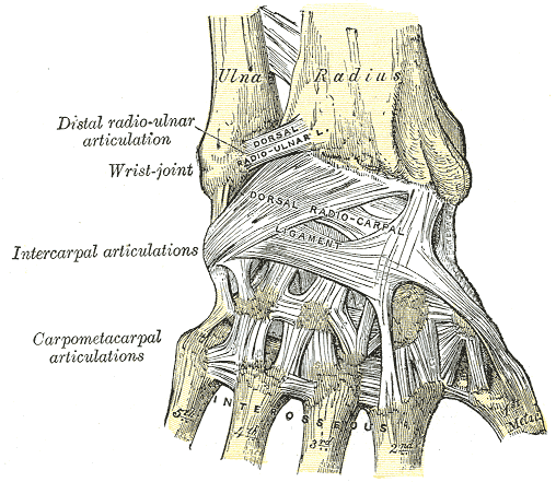 Fig. 335
