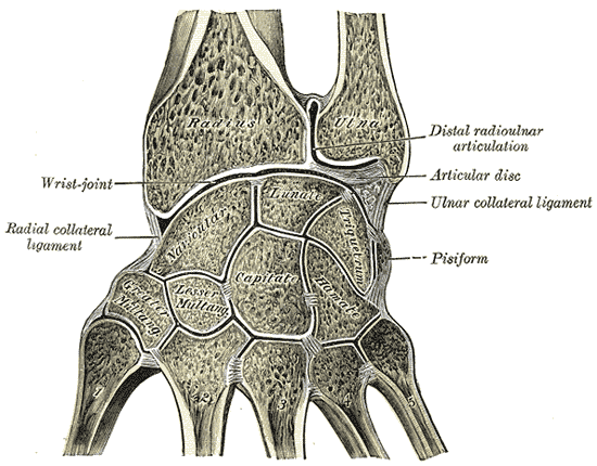 Fig. 336