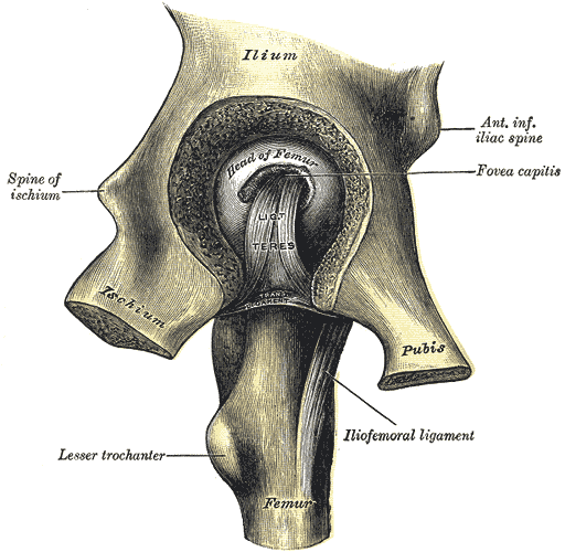 Fig. 341