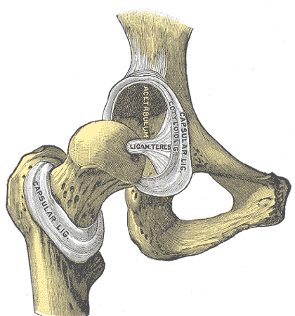 Fig. 342