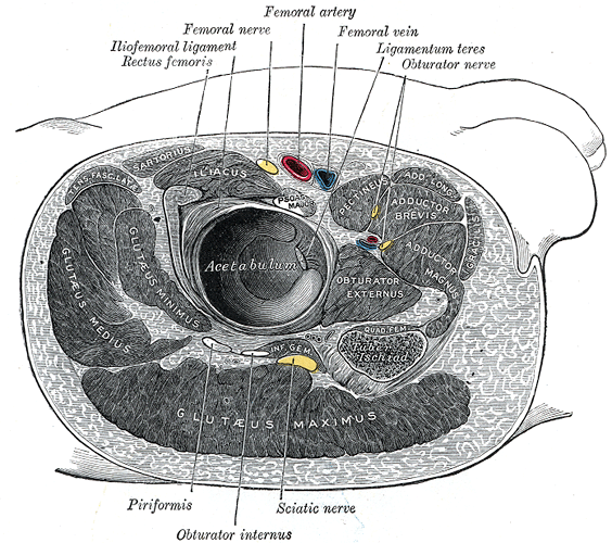 Fig. 344