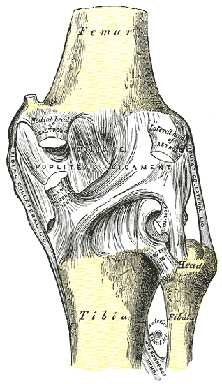 Fig. 346