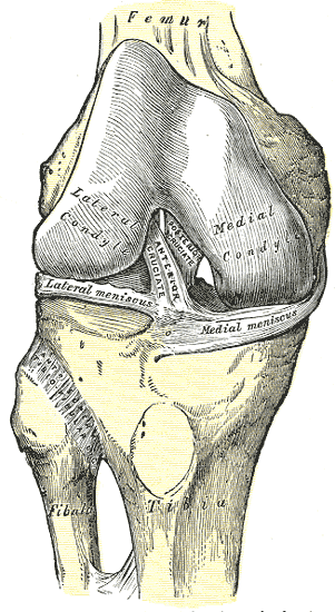 Fig. 347