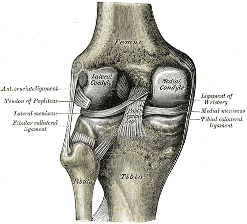 Fig. 348