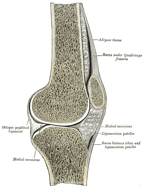 Fig. 350