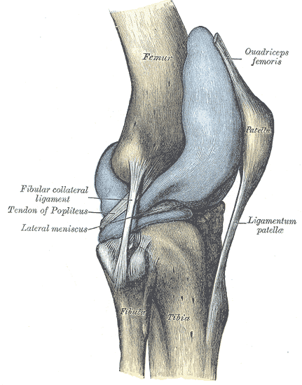 Fig. 351