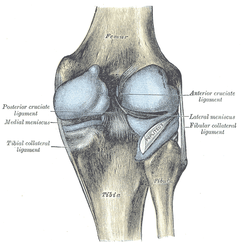 Fig. 352