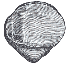 Fig. 353