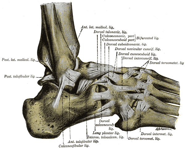 Fig. 355