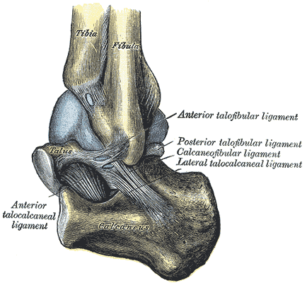 Fig. 356