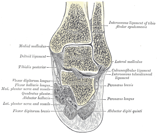 Fig. 357