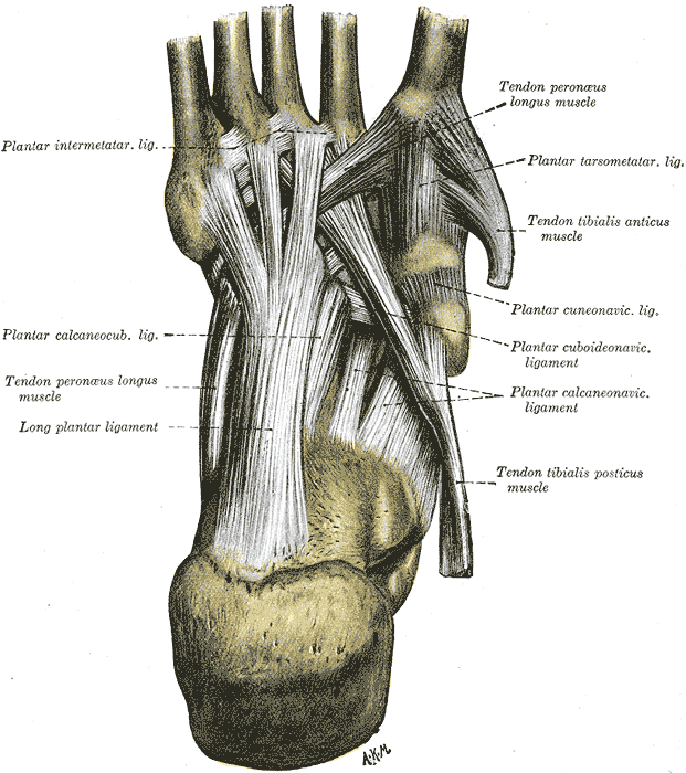 Fig. 358