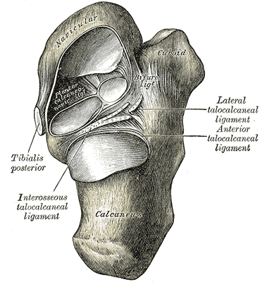 Fig. 359