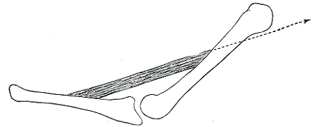 Fig. 361