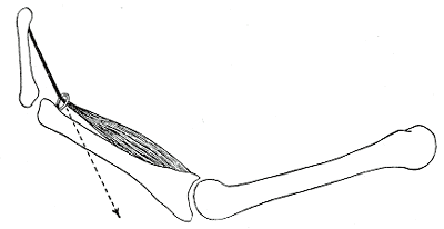 Fig. 362