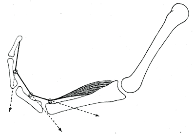 Fig. 363