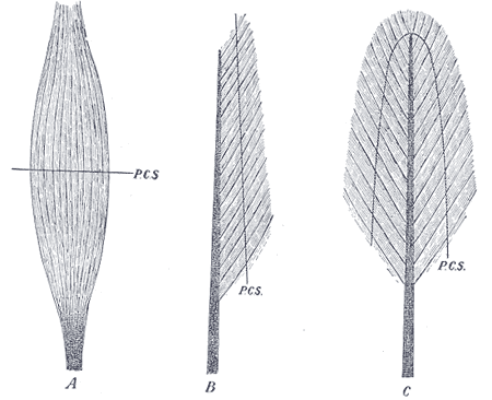 Fig. 365